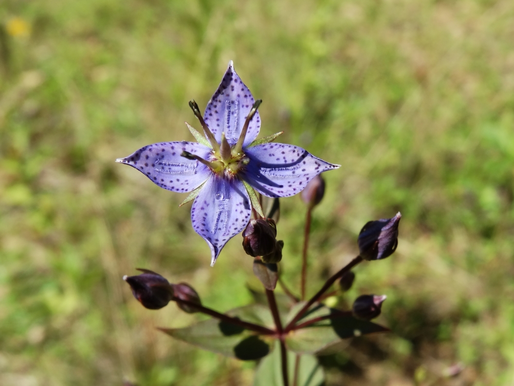 Image of Ophelia wilfordii specimen.