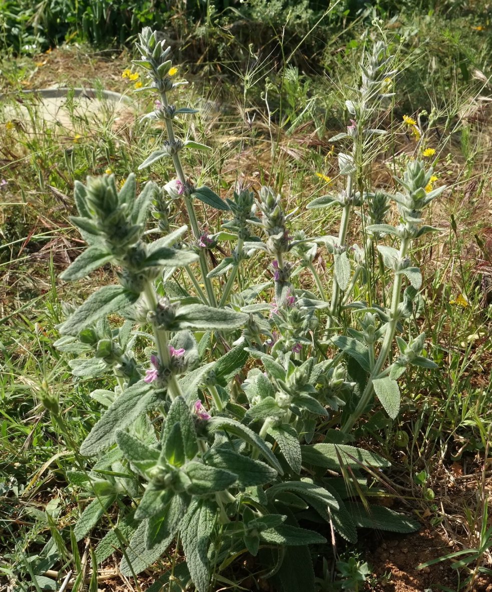 Image of Stachys cretica specimen.