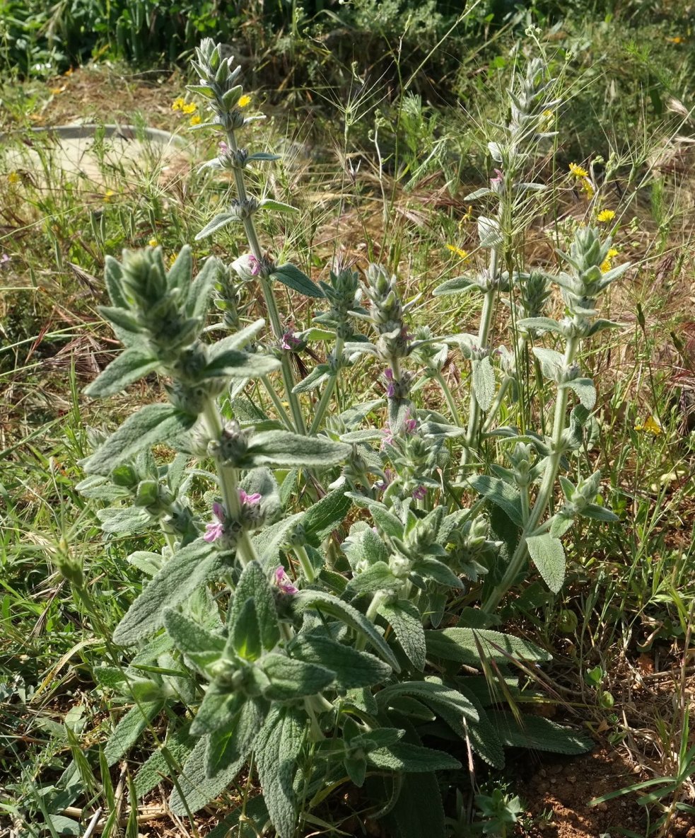 Изображение особи Stachys velata.