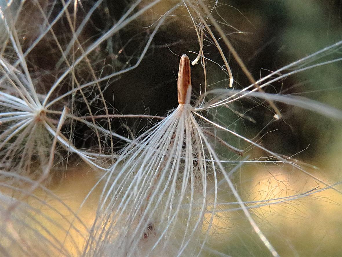 Image of Carduus acanthoides specimen.