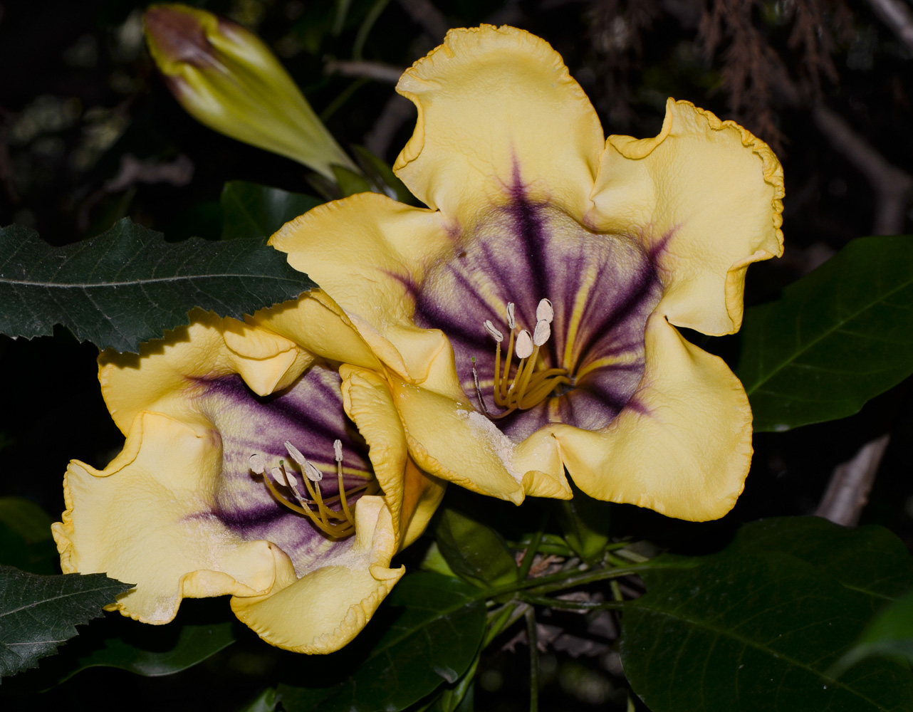 Image of Solandra maxima specimen.