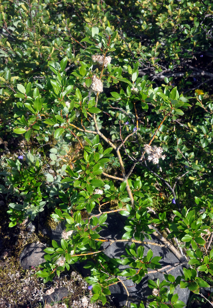 Image of Salix phylicifolia specimen.