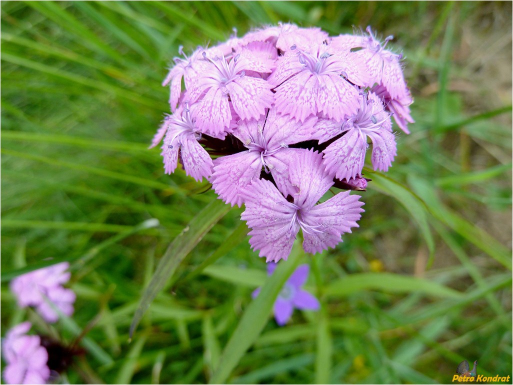 Изображение особи Dianthus compactus.