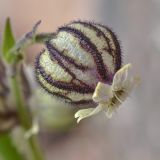 Gastrolychnis gonosperma