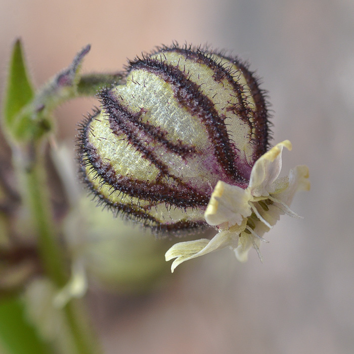 Image of Gastrolychnis gonosperma specimen.