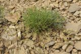 Astragalus nematodes