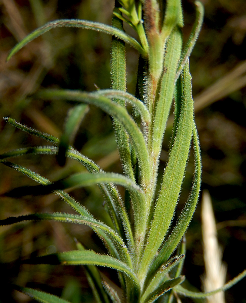 Image of Galatella pontica specimen.