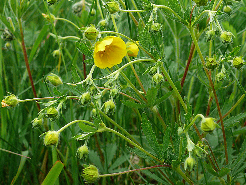 Изображение особи Potentilla goldbachii.