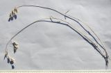 Bromus squarrosus