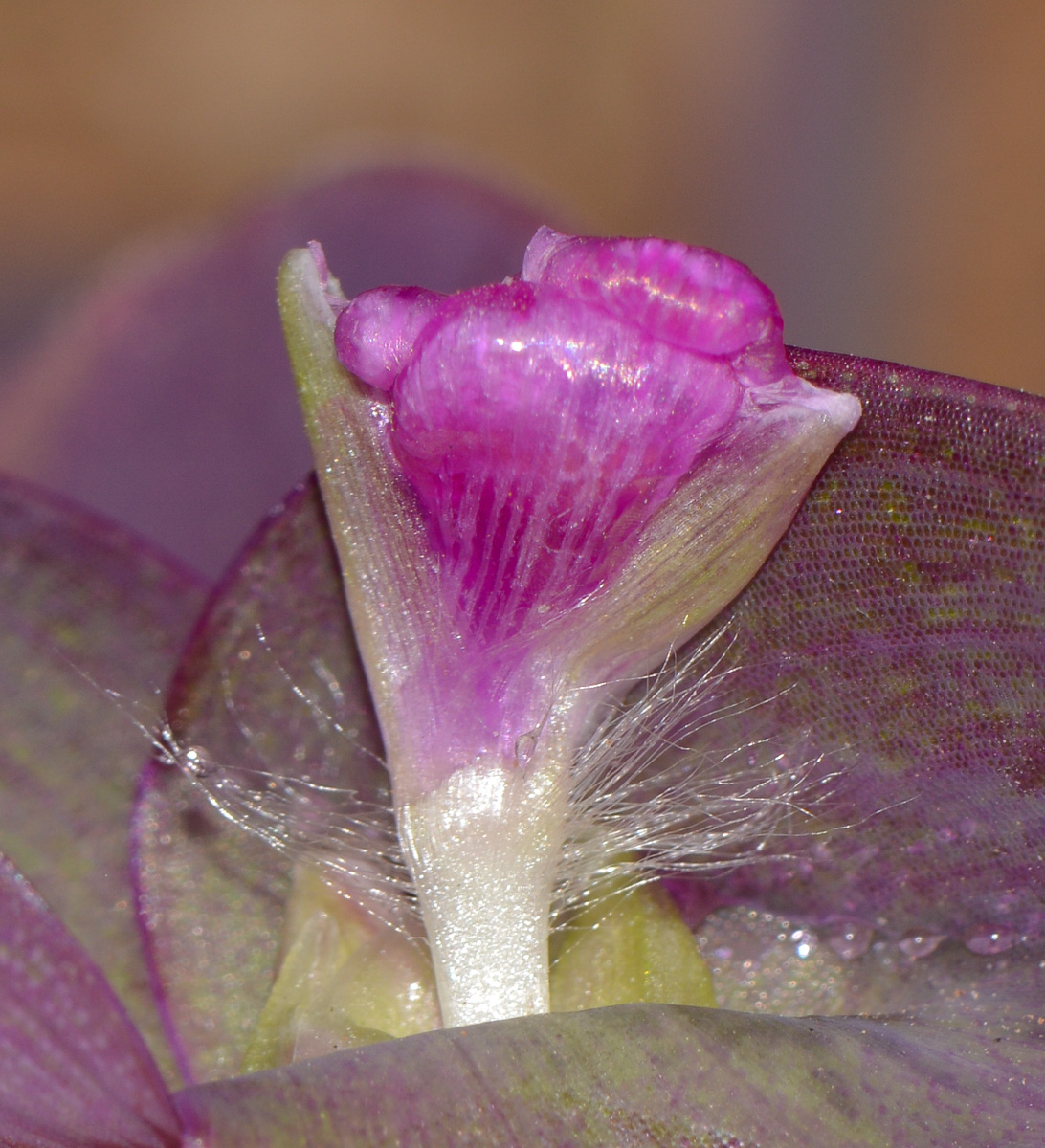 Image of Tradescantia pallida specimen.