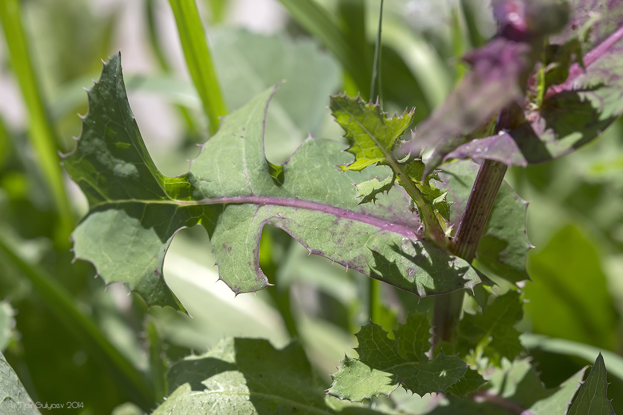 Изображение особи Sonchus oleraceus.