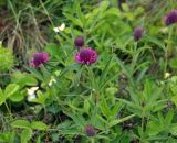 Trifolium alpestre. Верхушка расцветающего растения. Крым, гора Чатырдаг (нижнее плато), луговая степь. 05.06.2016.