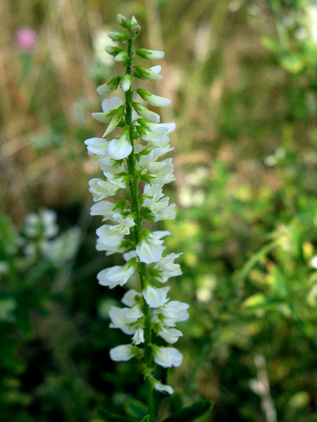 Изображение особи Melilotus albus.