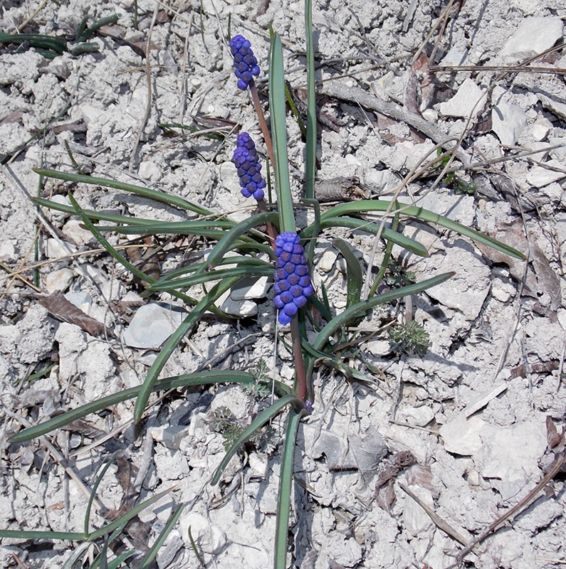 Image of Muscari armeniacum specimen.