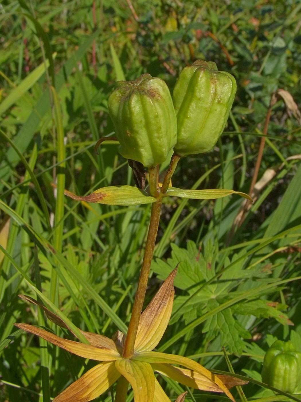 Изображение особи Fritillaria camschatcensis.