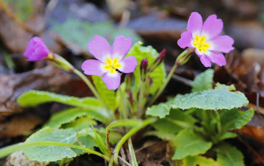 Image of Primula vulgaris specimen.