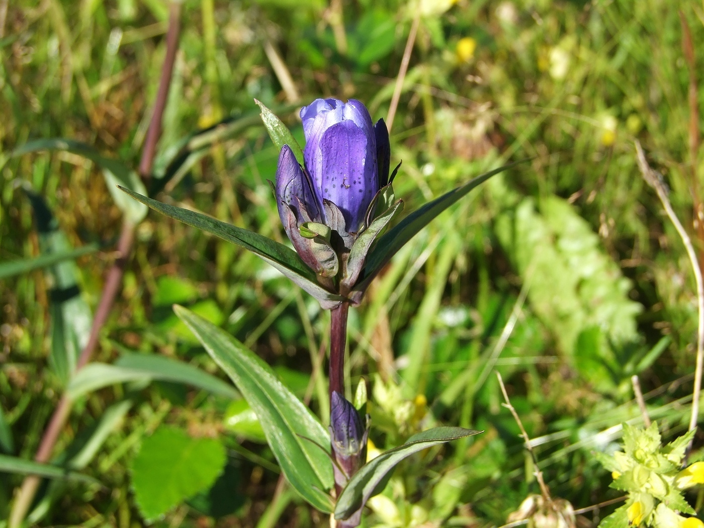 Image of Gentiana triflora specimen.