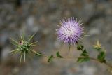 Cousinia carduncelloidea