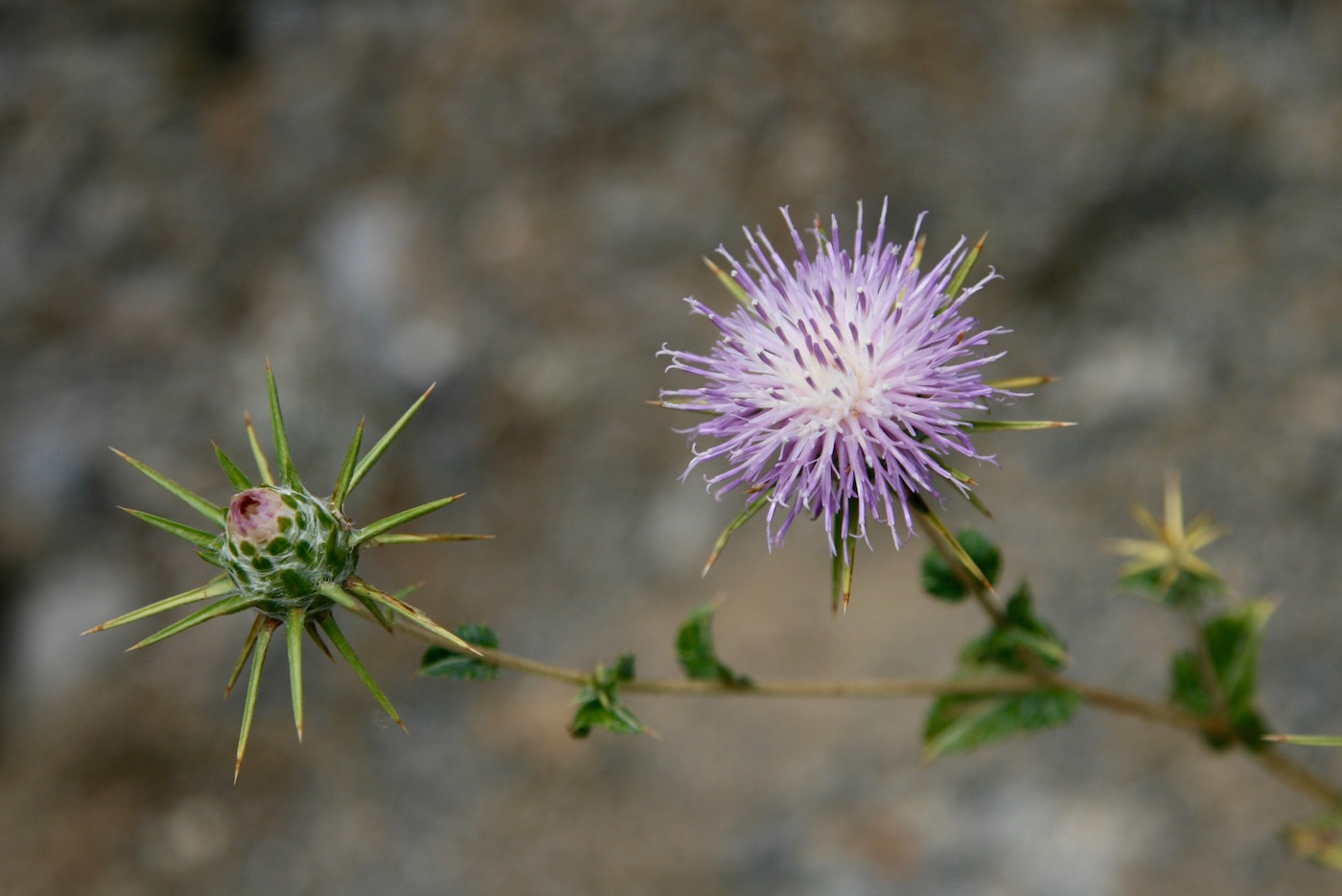 Image of Cousinia carduncelloidea specimen.