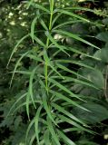 Polygonatum stenophyllum. Часть побега. Приморский край, г. Владивосток, Ботанический сад-институт ДВО РАН. 08.07.2016.