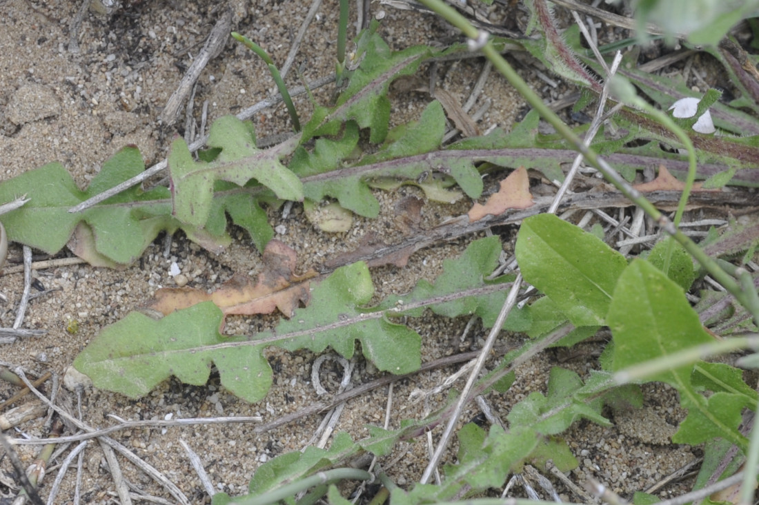 Image of genus Crepis specimen.