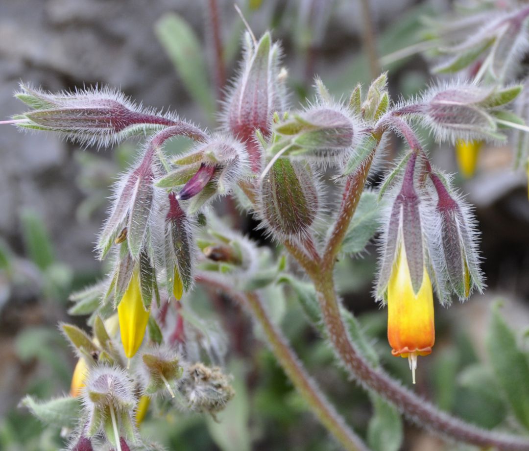 Изображение особи Onosma frutescens.