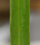 Pennisetum polystachion