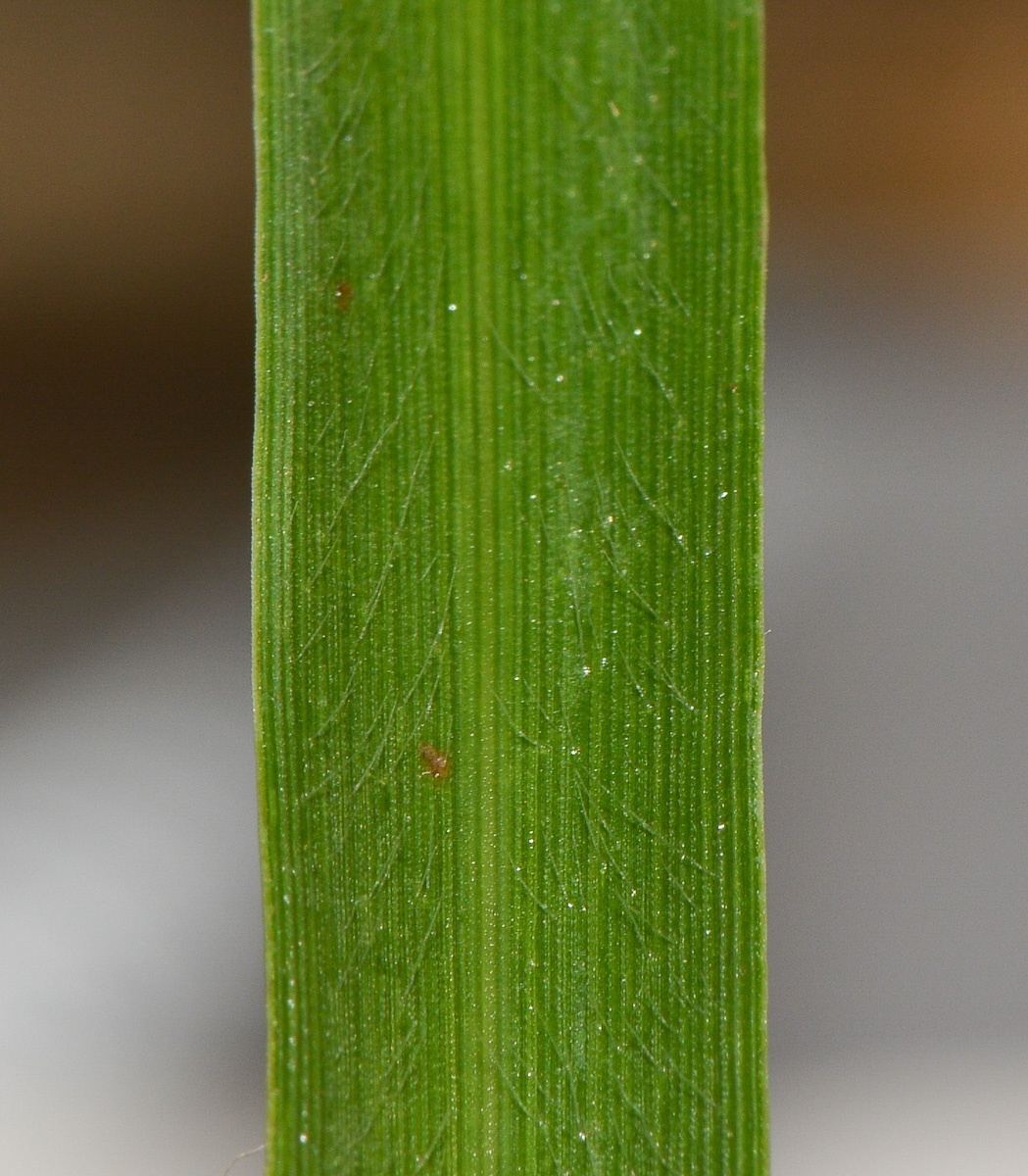Image of Pennisetum polystachion specimen.