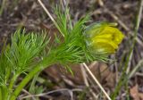 Adonis vernalis