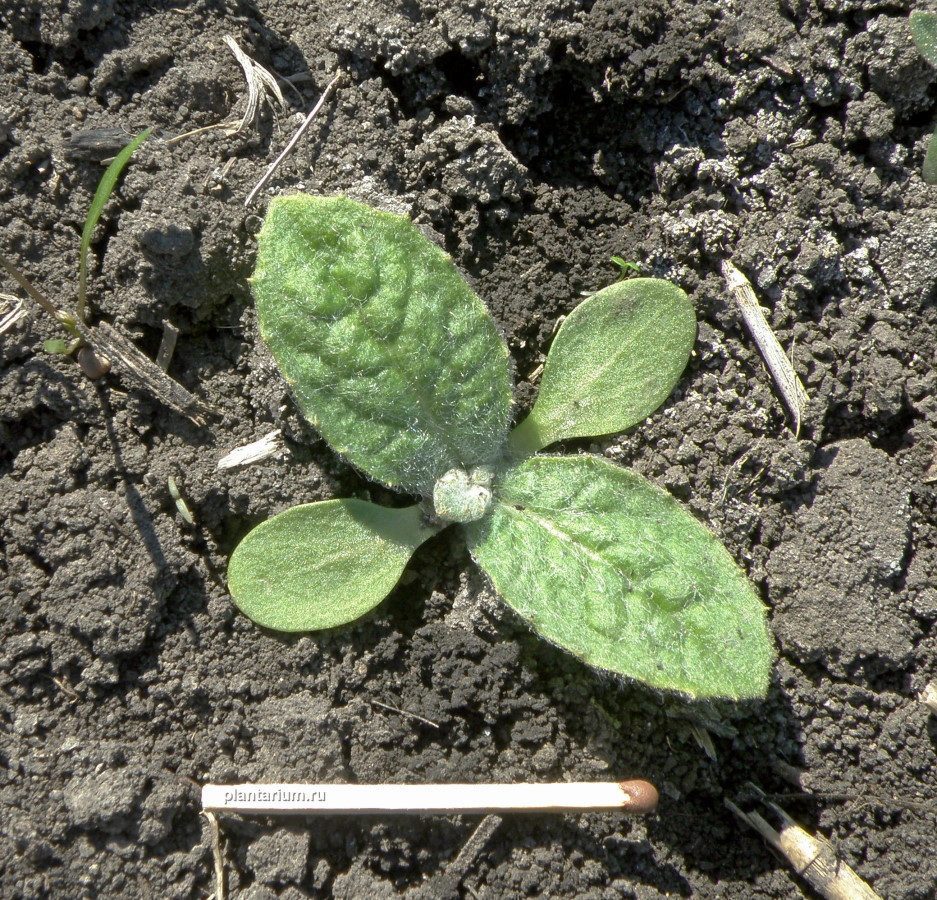 Image of Onopordum acanthium specimen.