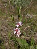 Image of taxon representative. Author is Сергей Одинец