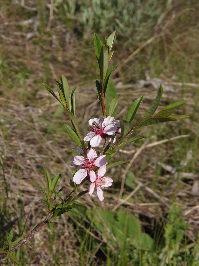 Image of Amygdalus nana specimen.