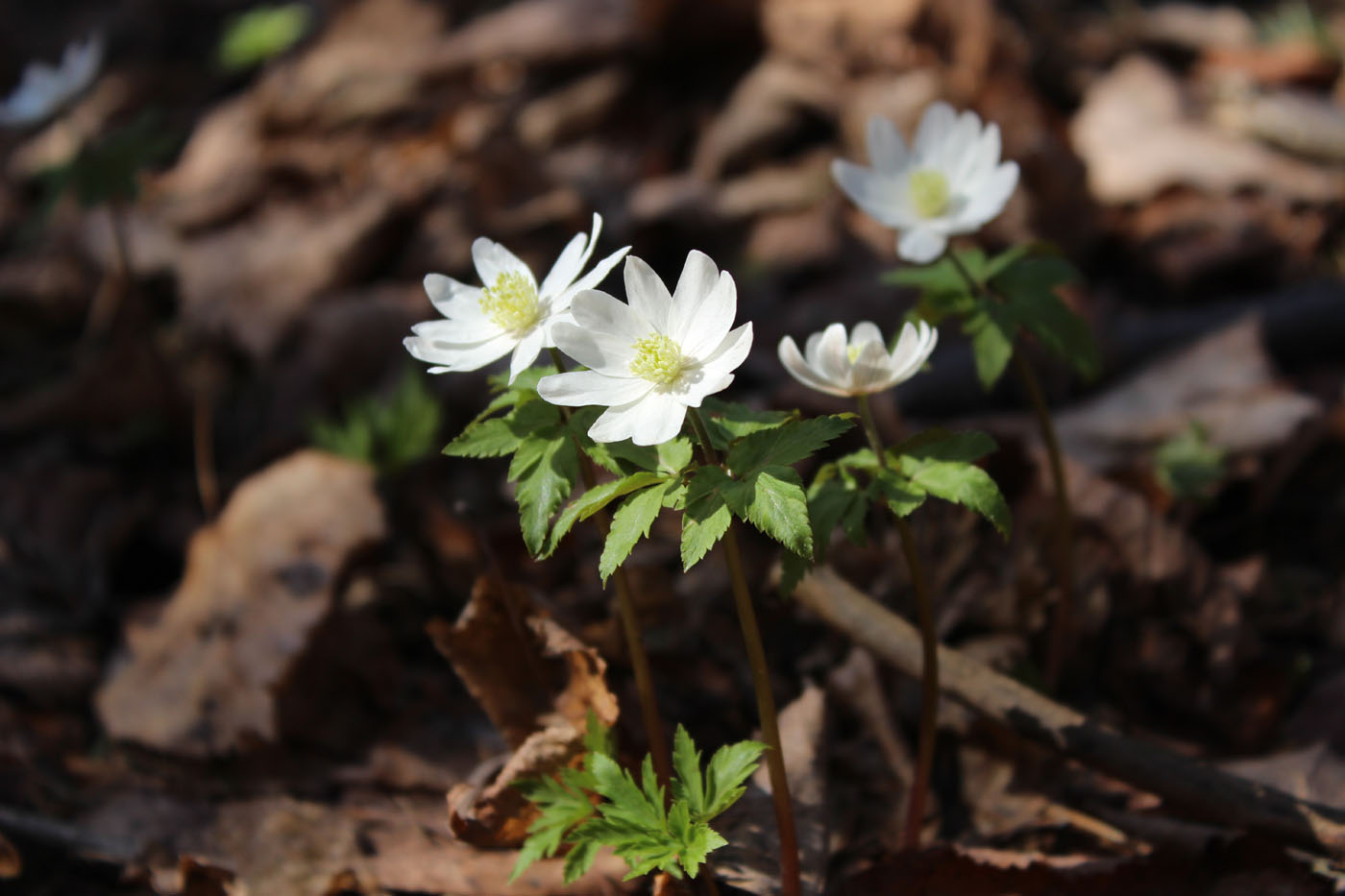 Image of Anemone altaica specimen.