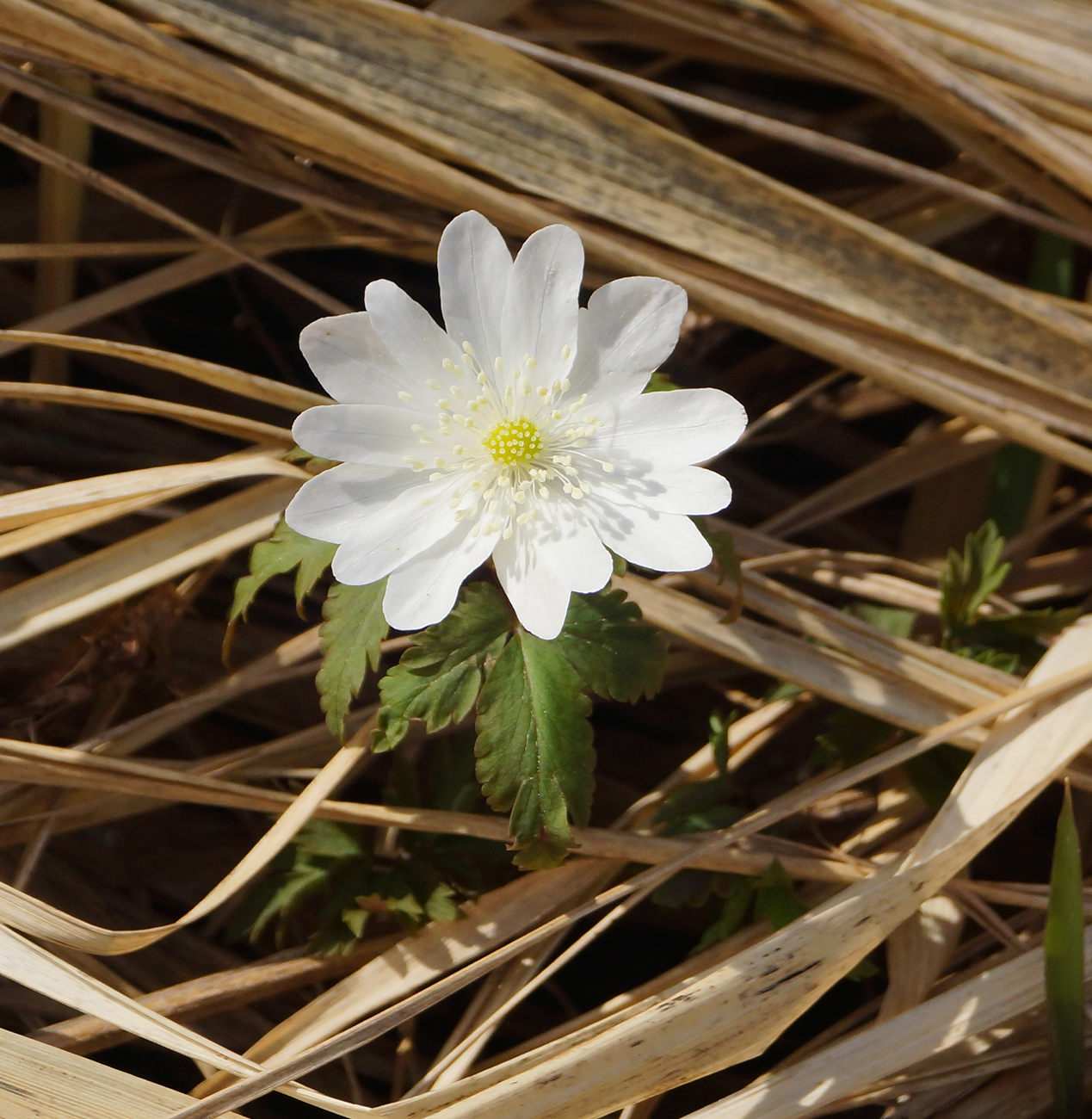 Изображение особи Anemone altaica.