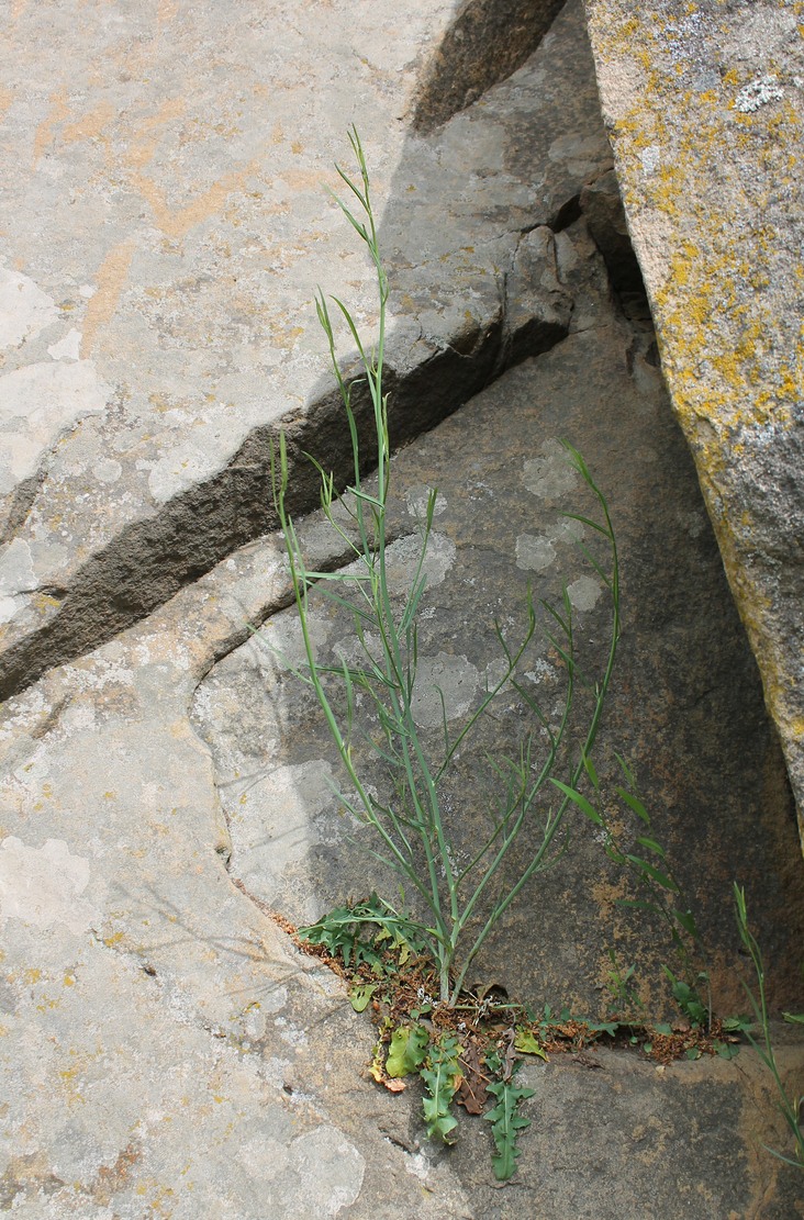 Изображение особи Chondrilla juncea.