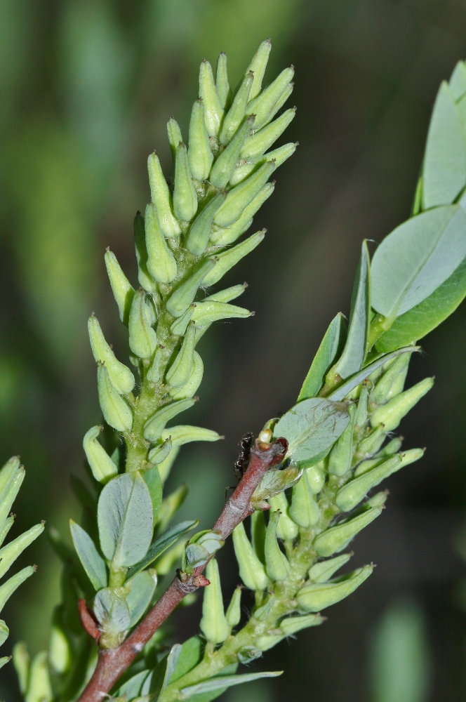 Image of Salix myrtilloides specimen.