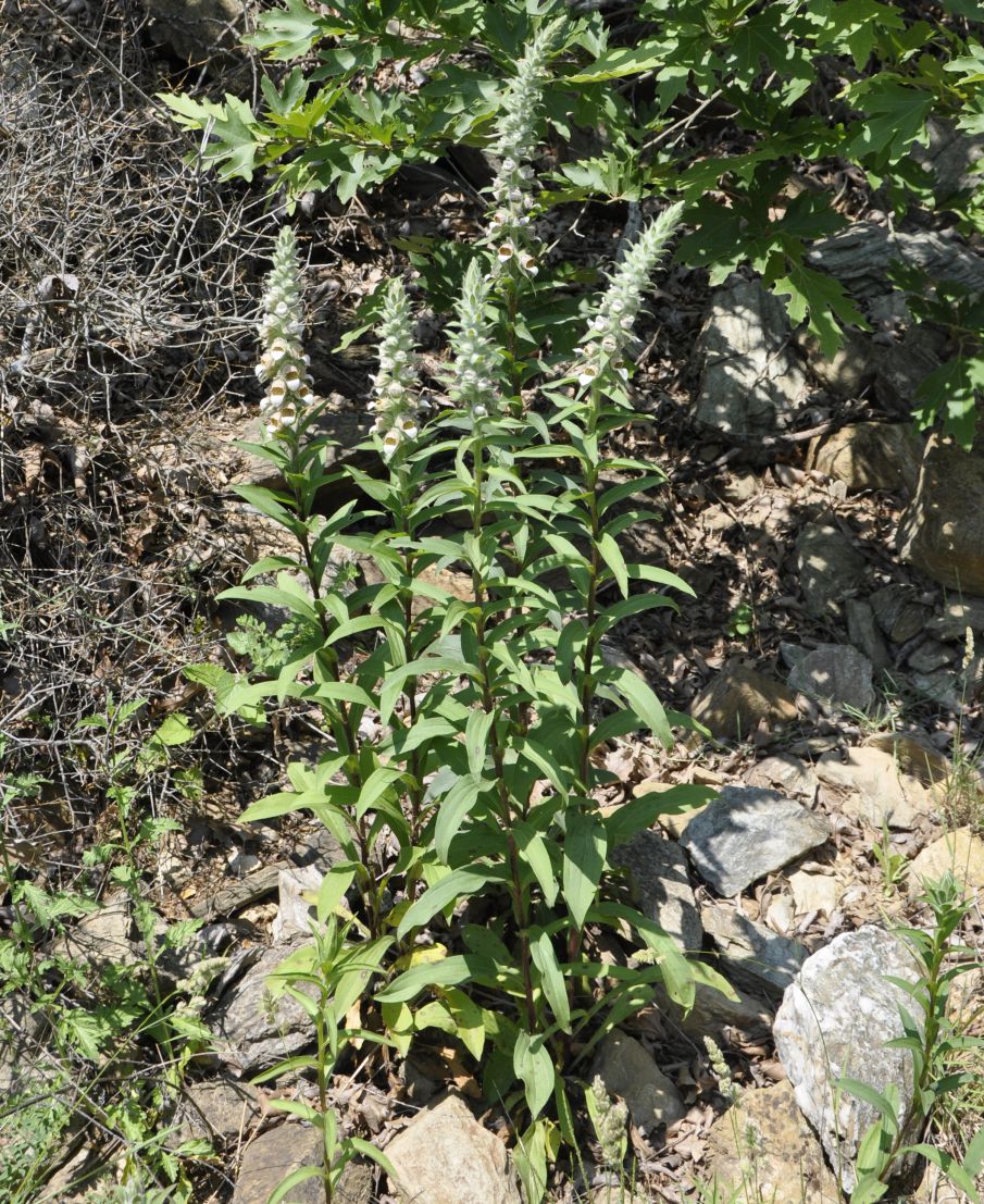 Изображение особи Digitalis lanata.