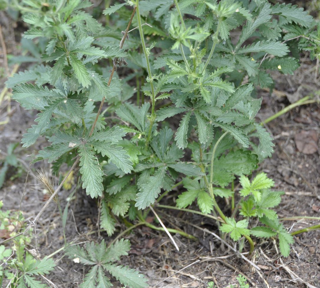 Image of Potentilla recta specimen.