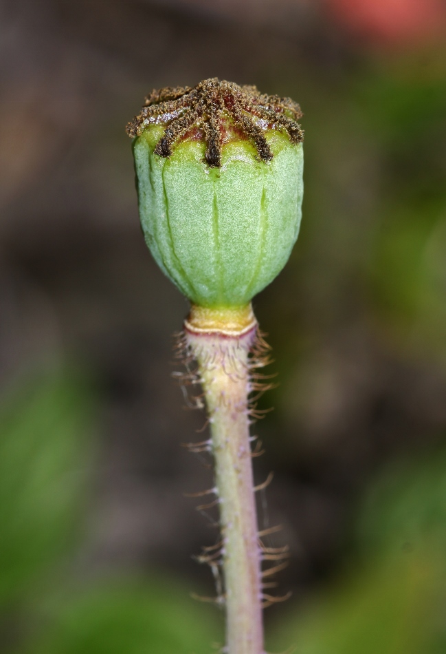 Image of Papaver sokolovskajae specimen.