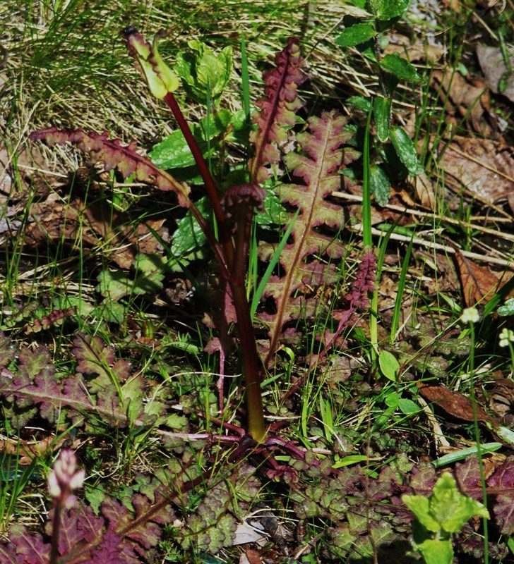 Изображение особи Pedicularis sceptrum-carolinum.