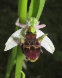 Ophrys oestrifera. Цветок. Краснодарский край, м/о город-курорт Сочи, окр. с. Хлебороб, лиственный лес. 12 июня 2017 г.