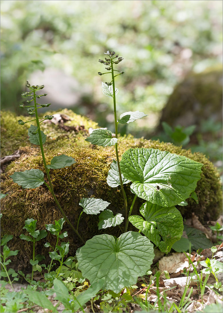 Изображение особи Pachyphragma macrophyllum.