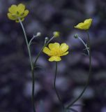 Ranunculus acris