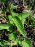 Phyteuma spicatum