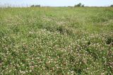 Trifolium hybridum. Аспект цветущих растений. Казахстан, Восточно-Казахстанская обл., Уланский р-н, окр.с. Украинка, луг. 05.07.2007.
