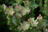 Cladonia gracilis ssp. turbinata