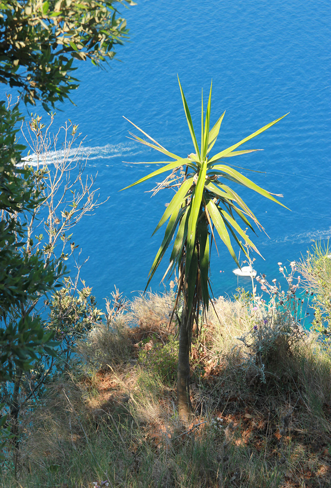 Image of Yucca gigantea specimen.
