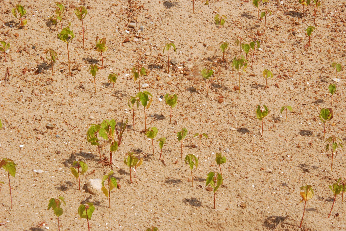 Image of Acer negundo specimen.