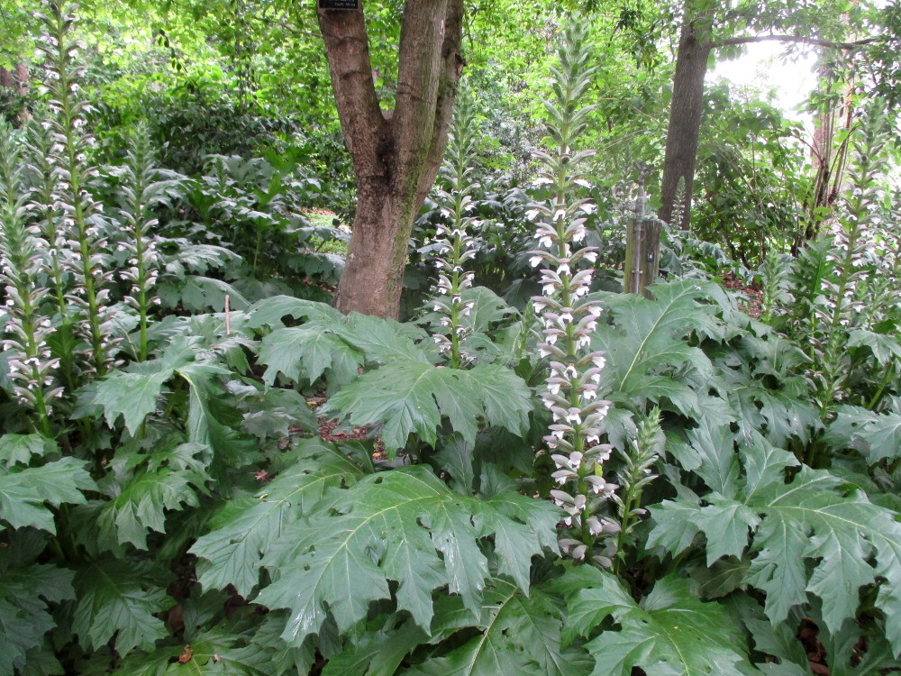 Изображение особи Acanthus mollis.