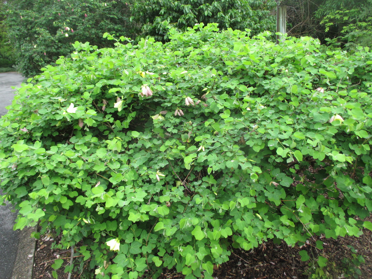 Изображение особи Bauhinia tomentosa.